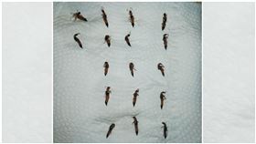 他半夜見17隻隱翅蟲…「屍體照」曝光　網嚇歪：全家都在（圖／翻攝自爆廢公社）