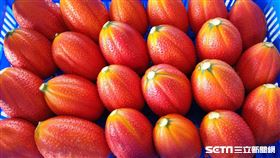 熱情臺東紅-木虌果新品種「臺東1號」(農委會提供)