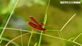 蜻蜓。（圖／臺北市立動物園提供）