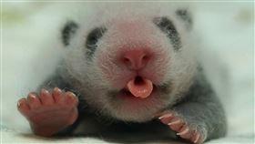 大貓熊寶寶，17日齡。（圖／臺北市立動物園提供）