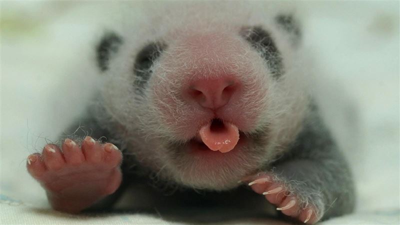 大貓熊寶寶也要拍嗝？專人曝1招搞定