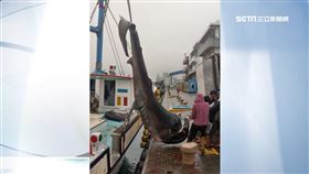 全球不到百尾! 漁船捕獲3.5米長巨口鯊