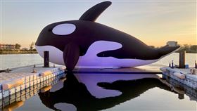 安平虎鯨 ORCA GO。（圖／KKday提供）