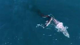 ▲大白鯊攻擊座頭鯨。（圖／翻攝自推特）