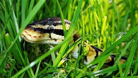 蛇,草叢（圖／翻攝自pixabay）