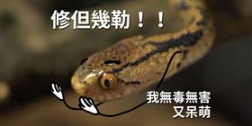 蛇,世界蛇日,林務局（圖／翻攝自林務局-森活情報站）