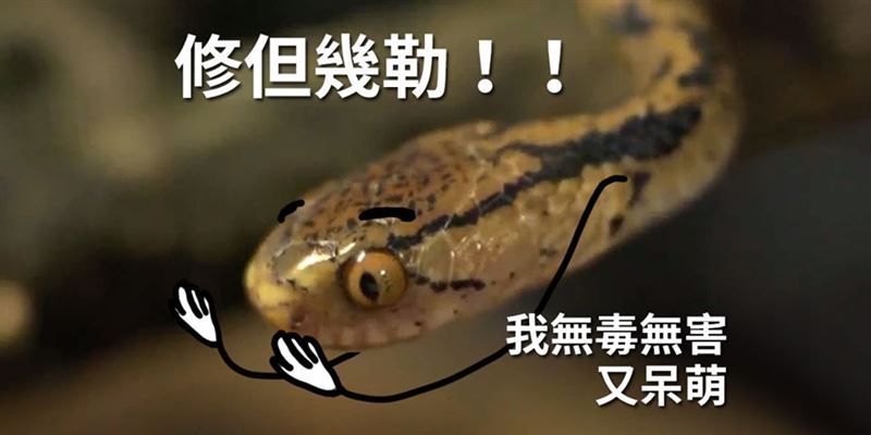 今天是世界蛇日　他爆蛇蛇的願望是…