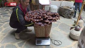 靈芝,雲南,中國,瑤草