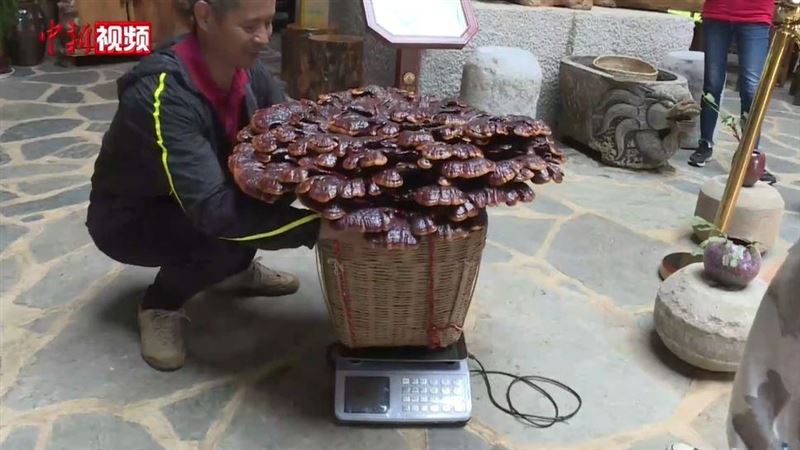 雲南出現超大靈芝　一量竟重達6公斤