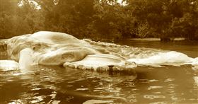 印尼,神秘海怪,擱淺,屍體,魷魚,巨型,