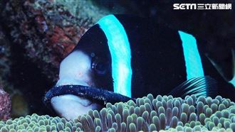 劣！小丑魚遭束嘴　直擊驚悚救援 　