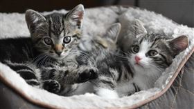 愛貓後院玩突傳尖叫聲 主人驚見牠分裂成兩隻（圖／翻攝自Reddit）
