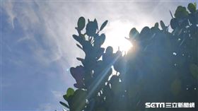 台東（王浩原攝影）