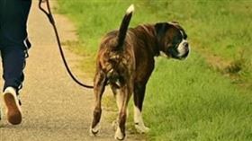 遛狗,狗鍊,狗狗　圖/pixabay