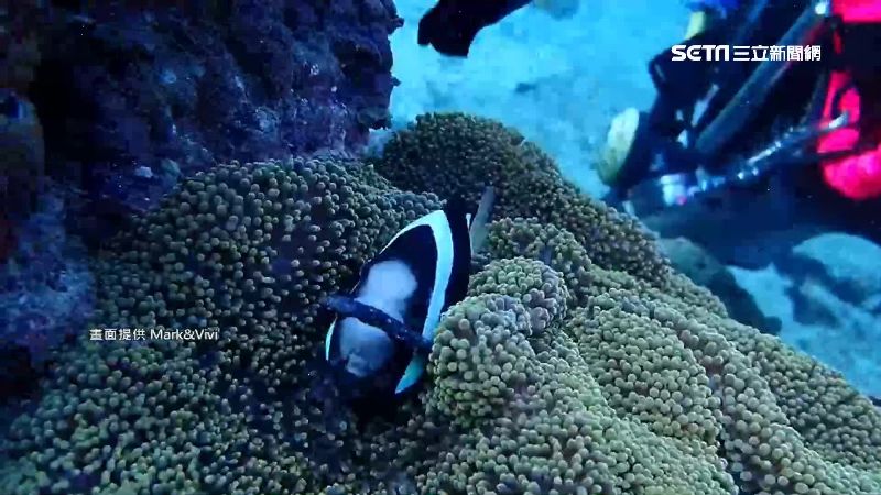 髮帶纏尼莫嘴、鰭　潛水客冒險搶救