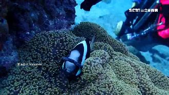 髮帶纏尼莫嘴、鰭　潛水客冒險搶救