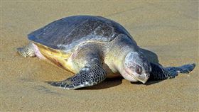 欖蠵龜，海龜。（示意圖／翻攝自維基百科）