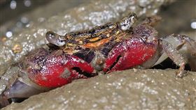 港口溪發現世界新種陸蟹歷年陸蟹研究顯示港口溪的陸蟹生態多樣性相當高，國立中山大學博士候選人李政璋近年在港口溪就發現4種世界新種陸蟹，其中「血螯擬相手蟹」的雙螯為十分顯眼的血紅色。（墾丁國家公園管理處提供）中央社記者郭芷瑄傳真  109年7月16日