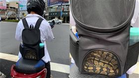 爆怨公社,蟒蛇,寵物,騎士,遛蛇,背包
