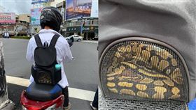 蟒蛇,遛蛇,背包,鮮肉,騎士(翻攝自 爆怨公社)