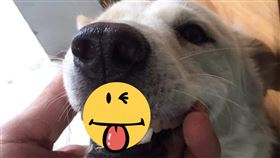 假牙,阿嬤,家人,毛孩,調皮