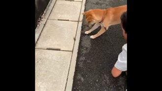 柴犬遇到蟬　下一秒反應讓上萬人轉推