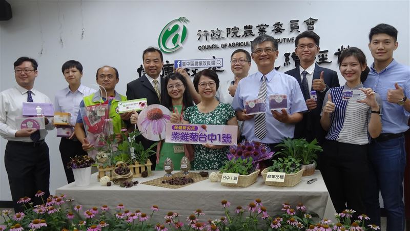 國產紫錐菊新品種　初步試驗可抗武肺