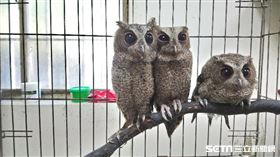 領角鴞（新北市政府動物保護防疫處提供）