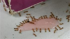 這是蟻后嗎？他PO文問除蟻　留言歪樓「問海獅吧」網笑翻