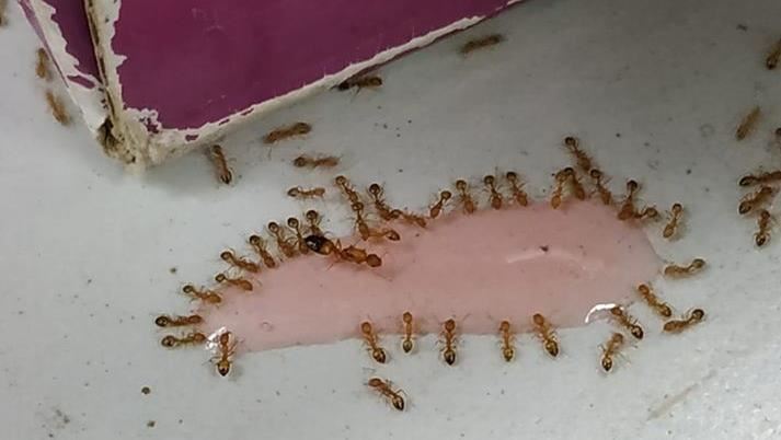 她好奇「這是蟻后嗎」　網全歪樓笑翻