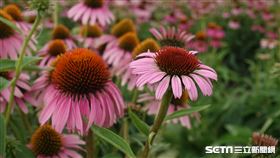 紫錐菊台中一號(台中農改場提供)