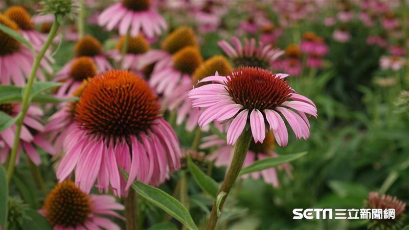 這朵花有數億美元市場　我培育新品種