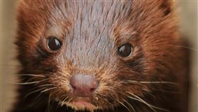 西班牙地方官員16日表示，當局已經下令撲殺東北部一座農場內近10萬隻水貂，因為牠們之中許多身上都帶有冠狀病毒。（示意圖／圖取自Pixabay圖庫）