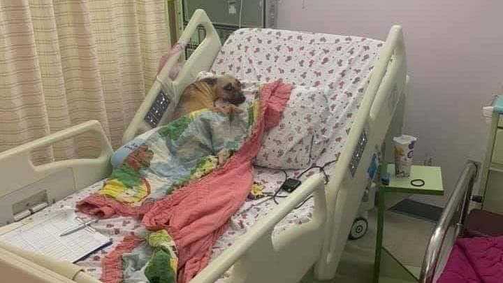 無視醫院規定？女病患帶狗「躺病床」