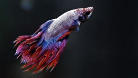 鬥魚(翻攝自 Pixabay)