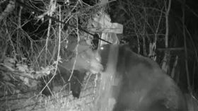 中俄邊境有兩隻棕熊爆發「激烈肉搏戰」（圖／翻攝Th Siberian　Times推特）