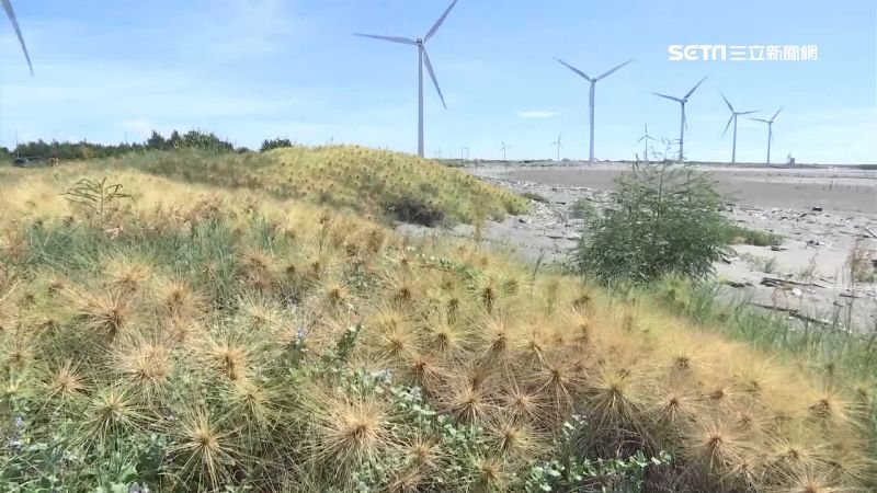 「陸地海膽」超療癒　遊客湧入瘋打卡
