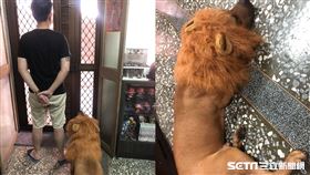 比特犬,獅子,頭套,散步(羅先生 授權提供)