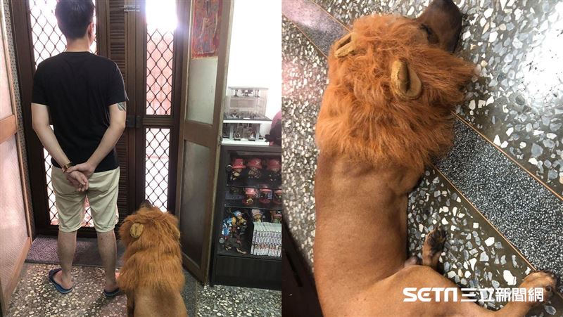 他帶愛犬散步　被舉報「有人養獅子」