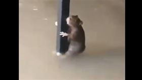 ▲中國洪水肆虐下的老鼠。（圖／截取自推特）