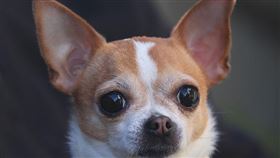 ▲吉娃娃別看它小隻 吵架可是不輸人（圖／Pixabay）