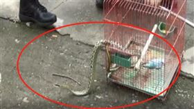 蛇吃鸚鵡（圖／翻攝自都市現場）