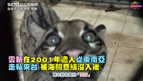 ▲當年雲新的到來，讓走私問題受到重視。（圖／台北市立動物園授權）