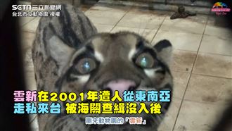 雲豹奶奶離世2年　溫柔大眼再掀回憶