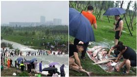 湖水暴漲…中國人不要命衝湖中撈魚　目擊者：超過100人，圖／翻攝自微博
