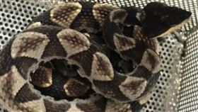 屏東,笠頂山,百步蛇,警消,抓蛇,登山