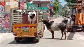 印度,公牛,母牛,愛情,牧場,貨車(圖/翻攝自掌聞視頻