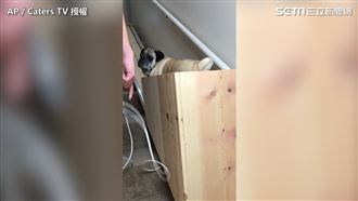 為愛犬打造電梯　網：DIY電梯太狂