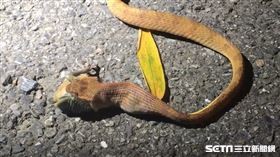 大頭蛇吞幼鳥／進桑的鍬鍬版授權提供