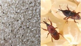 米蟲。（圖／翻攝自每日頭條）